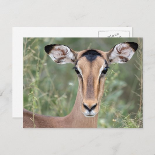 Impala Portrait Briefkaart (Voorkant / Achterkant)