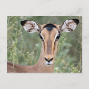 Impala Portrait Briefkaart