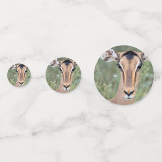 Impala Portrait Confetti (Achterkanten)