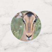 Impala Portrait Confetti (Kleine voorkant)