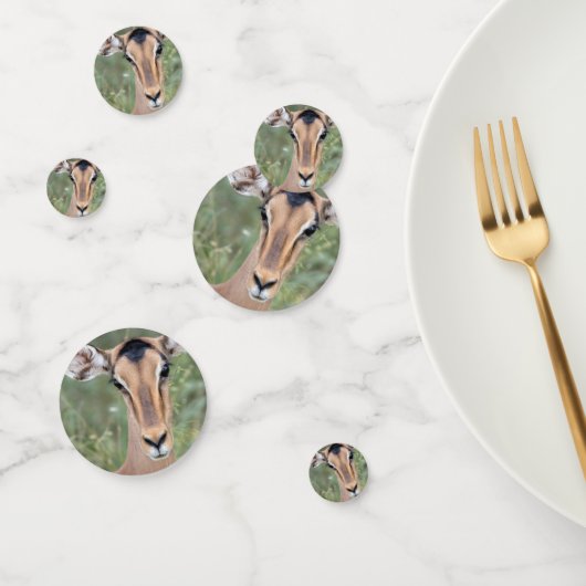 Impala Portrait Confetti (Groep)