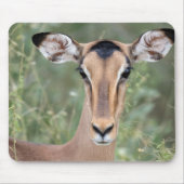 Impala Portrait Muismat (Voorkant)