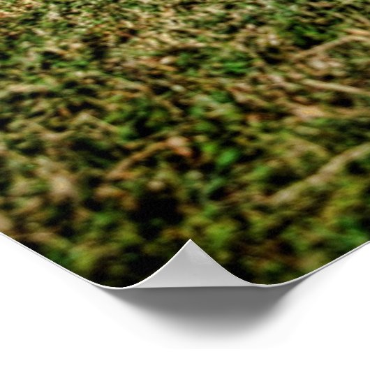 Impala Poster (Hoek)