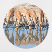 Impala's in het watergat labels (Design 1)