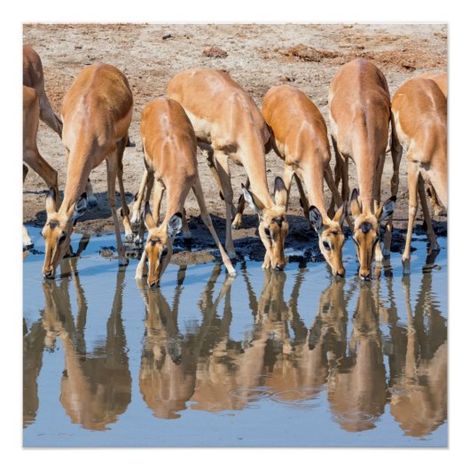 Impala's in het watergat perfect poster (Voorkant)