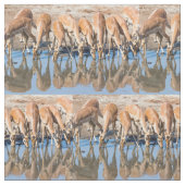 Impala's in het watergat stof (Close Up)