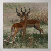 Impala's op de Serengeti - Afdruk Poster (Voorkant)