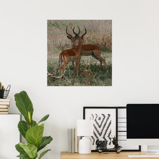 Impala's op de Serengeti - Afdruk Poster (Thuiskantoor)