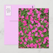 Impatiens Briefkaart (Voorkant / Achterkant)