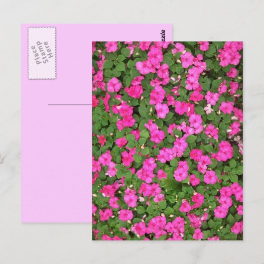 Impatiens Briefkaart (Voorkant / Achterkant)