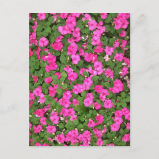 Impatiens Briefkaart