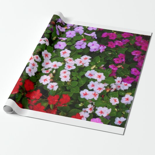 Impatiens Cadeaupapier (Uitgerold)