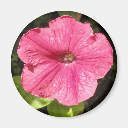 Impatiens donkerroze magneet (Voorkant)
