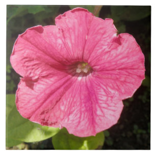 Impatiens donkerroze tegel tegeltje