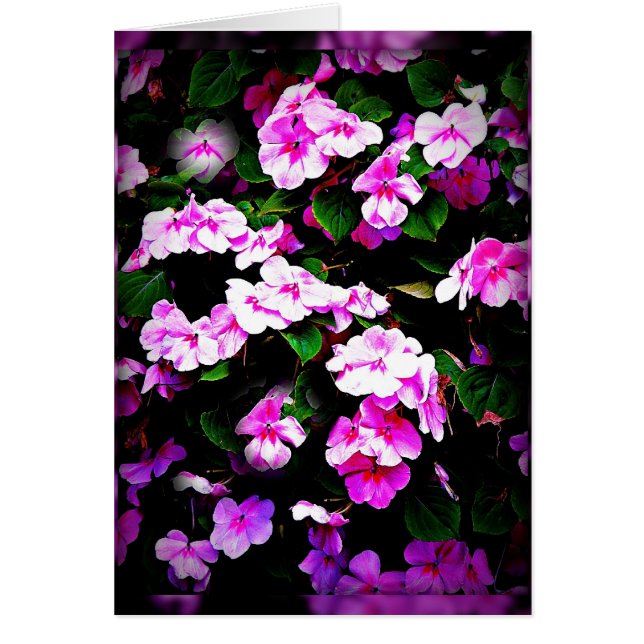 Impatiens roze en groene kaart (Voorkant)