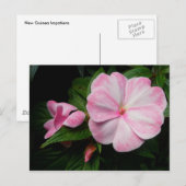 Impatiens Roze Witte Briefkaart (Voorkant / Achterkant)