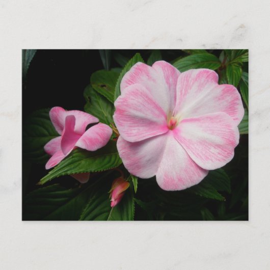 Impatiens Roze Witte Briefkaart (Voorkant)