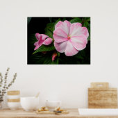 Impatiens Roze Witte Poster (Keuken)