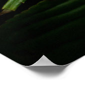 Impatiens Roze Witte Poster (Hoek)