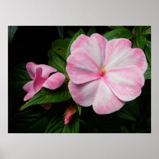Impatiens Roze Witte Poster (Voorkant)