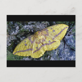 Imperial Moth briefkaart. Briefkaart