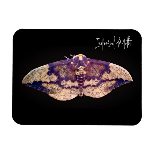 Imperial Moth Magneet (Horizontaal)