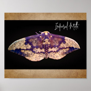 Imperial Moth Poster