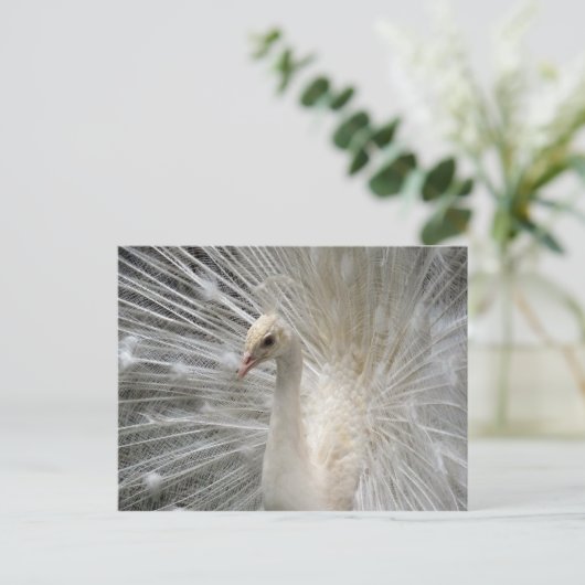 Imperial Peacock Briefkaart (Staand voorkant)