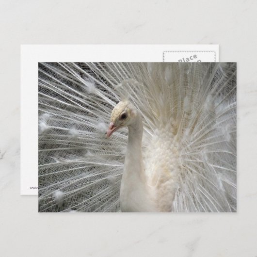 Imperial Peacock Briefkaart (Voorkant / Achterkant)