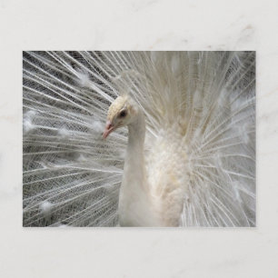 Imperial Peacock Briefkaart