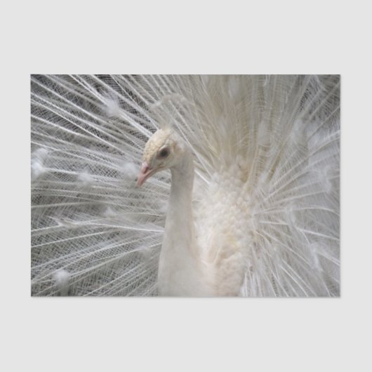 Imperial Peacock Tissuepapier (Voorkant)