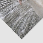 Imperial Peacock Tissuepapier (Detail)