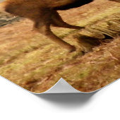 Imperial Stag Poster (Hoek)