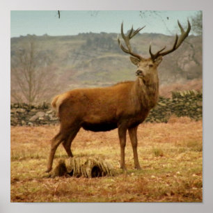 Imperial Stag Poster