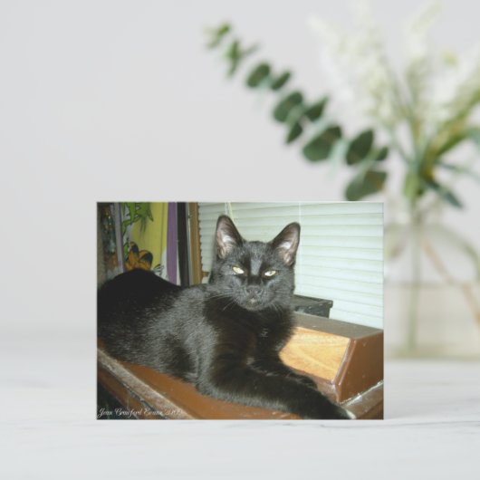 Imperieel kat briefkaart (Staand voorkant)