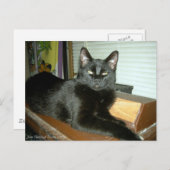 Imperieel kat briefkaart (Voorkant / Achterkant)