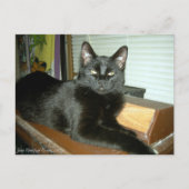 Imperieel kat briefkaart (Voorkant)