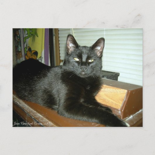 Imperieel kat briefkaart (Voorkant)