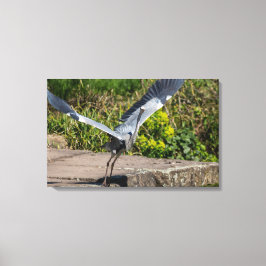 Imposanter Graureiher Canvas Afdruk