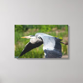 Imposanter Graureiher mit weiten Schwingen Canvas Afdruk (Voorkant)