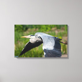 Imposanter Graureiher mit weiten Schwingen Canvas Afdruk