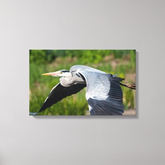 Imposanter Graureiher mit weiten Schwingen Canvas Afdruk (Voorkant)