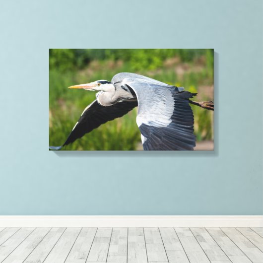 Imposanter Graureiher mit weiten Schwingen Canvas Afdruk (Insitu (Houten vloer))