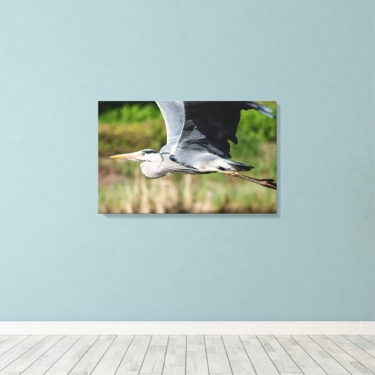 Imposanter Graureiher mit weiten Schwingen Canvas Afdruk (Insitu (Houten vloer))