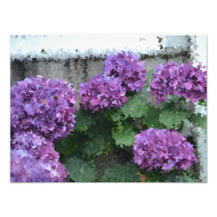 Impressionistisch Hydrangea Foto afdrukken