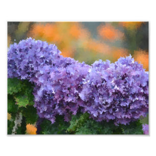 Impressionistisch Hydrangeas Foto afdrukken
