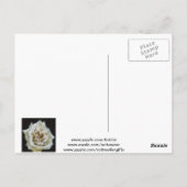 Impressionistisch Roos geïsoleerd op zwart Briefkaart (Achterkant)