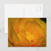 Impressionistische Gele Rozenblaadjes Briefkaart (Voorkant / Achterkant)