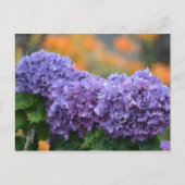 Impressionistische hydrangeas briefkaart (Voorkant)