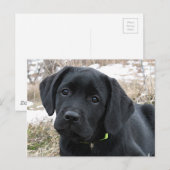 In afwachting van Lente - Labrador Puppy - Zwart L Briefkaart (Voorkant / Achterkant)